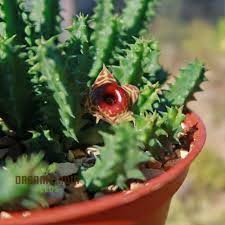 Image result for Huernia zebrina