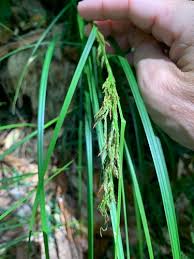Image result for Carex johnstonii