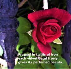 Healingwords Poetry For The Soul A Poem A Day November Rose Rose Poems Poem A Day Poems