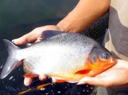 Pin Oleh Info Di Cara Panen Ikan Bawal Ikan Ikan Air Tawar Resep Ikan