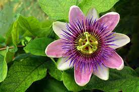 Learn How To Grow Passionflower Indoors Unusual Flowers Passion Flower Unusual Plants