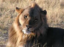 Rosny (pseudónimo de los hermanos belgas joseph henry honoré. Leones Relacionados Con Nuka