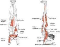 Image Result For Muscles Used Handstand Cuerpo
