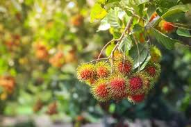 ** rambutan ** got my 2 rambutan fruit tree 2 weeks ago. 3 522 Rambutan Tree Stock Photos And Images 123rf