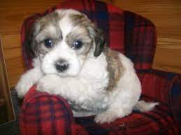 He enjoys being able to romp around the room with his. Female Havanese Puppies For Sale In Michigan Susies Quality K9 S