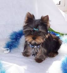 5 teacup yorkie for adoption, available now to go new family. Pin On It S So Cute