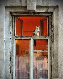 Pin De Lucia Ramos Em Not Just Cats And Windows Com Imagens Janelas Gatinhos Adoraveis Janelas Antigas