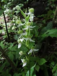 Image result for Habenaria clavata