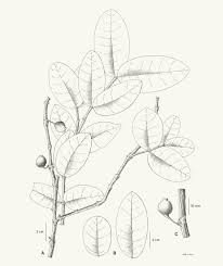 Image result for Memecylon sp. C