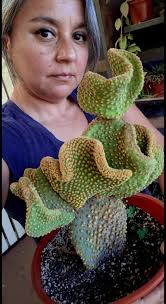 Esta viejita era de mi mamá. Hace casi 8 años que ella cayó en cama y ya no  pudo cuidarlo. Estuvo entre la vida y la muerte todo esté tiempo en mi