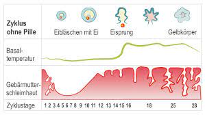 Der eisprung passiere zwar meist zehn bis 14 tage nach dem beginn der letzten menstruation, so albring. Zyklus Hormone Korper Sexualitat Frauenarzte Im Netz Ihr Portal Fur Frauengesundheit Und Frauenheilkunde