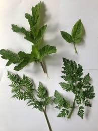Image result for Apiaceae
