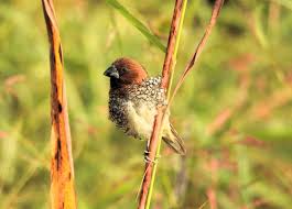 Image result for Neyraudia arundinacea