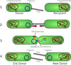Pin On Genetics Education Resources