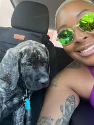 Pitbulls taking over their owner's beds at night