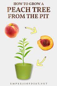 In this video i'll show you how you can grow them faster. How To Grow A Peach Or Plum Tree From The Pit