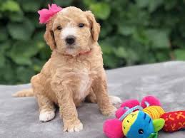 So, naturally, it's very difficult to know exactly how much grooming your golden retriever poodle mix will need. Pin On Adorable Animals