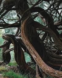 Check spelling or type a new query. Travis Chantar On Instagram Into The Woods To Lift The Spell Instagram Wood Spelling