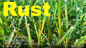 Check spelling or type a new query. How To Get Rid Of Rust Disease Fungus In The Lawn Youtube