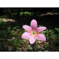 Image result for Zephyranthes minuta