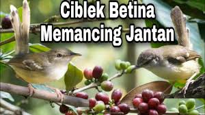 Suara ciblek betina ampuh untuk pancingan therapy (literature subject) mp3 duration 11:27 size 26.21 mb / ahmad kicau mania 14. Ciblek Betina Memanggil Dan Memancing Jantan Youtube