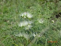 Image result for Maerua edulis