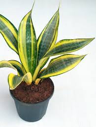 Golden birds nest sansevieria golden hahnii sansevieria trifasciata golden hahnii sansevieria snake plant air purifying plant nasa approved. Sansevieria Trifasciata Gold Hahnii Care Images And Videos Chooseyourplant