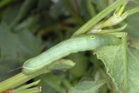 Image result for Hippotion celerio