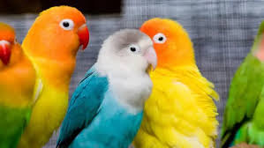 Kandungan minyaknya dapat memperlancar proses produksi telur pada lovebird yang ditangkarkan. 9 Langkah Cara Ternak Lovebird Agar Cepat Bertelur Bagi Pemula Beauty Fimela Com