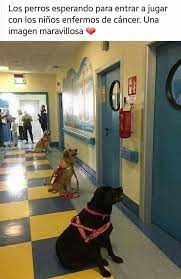 Sigueme Como Angelica Acosta Para Mas Contenido Perros Perros Y Cachorros Lindos Gatos Y Perros Lindos