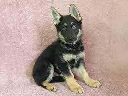 Maybe you would like to learn more about one of these? German Shepherd Puppies For Sale Oklahoma City Ok 256249