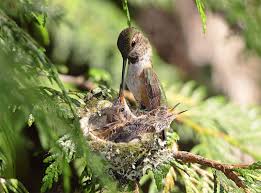 Baby hummingbird open mouth for food from mother. Featured Birds Hummingbirds