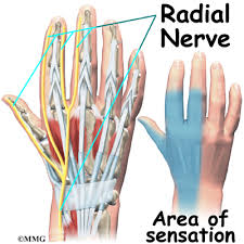 Diagram of tendons in hand stock illustration. Hand Anatomy Eorthopod Com