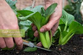 Harvest the leaves as they grow as it will provide a constant supply of leaves till they. Step By Step Harve Stock Photo By Gap Photos Image 0351482