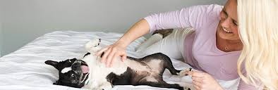 By gayamana | february 3, 2020. Start A Pet Insurance Quote From Pets Best