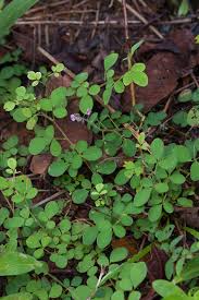 Image result for Grona adscendens