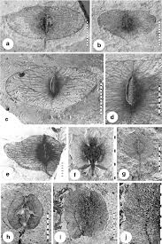 Image result for Hernandiaceae