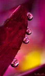 How To Focus Stack Macro Images Using Photoshop