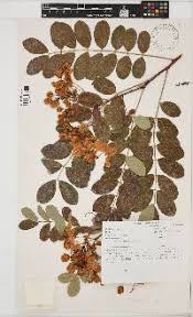 Image result for Senna singueana