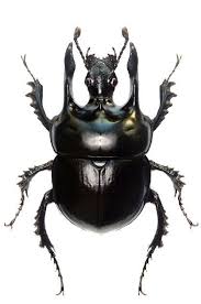 Black Beetle Bug In House 10 Different Types Of Beetles Bugs And Insects Beetle Beautiful Bugs