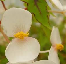Image result for Begonia sonderiana