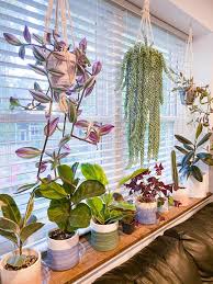 Just be advised that this might not be the plant for you if you have children or pets: Hanging House Plants Home Facebook
