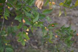 Image result for Grewia retinervis