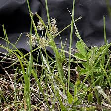 Image result for Cyperus distans