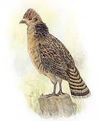 Birds Native To Pennsylvania Pennsylvania State Bird Ruffed Grouse State Birds Pet Birds Bird Drawings