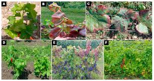 Image result for Grapevine leafroll virus