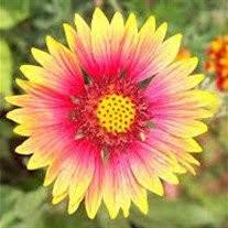 Evelyn Brownlee Obituary November 26, 2011