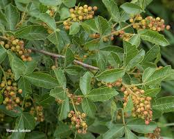 Image result for Searsia dentata