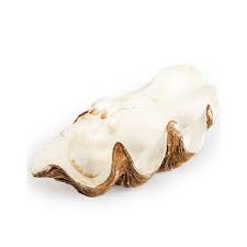 Check spelling or type a new query. Large Clam Shell Decorative Bowl Decorative Bowl Clam Shell Bowl