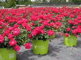 We did not find results for: Flowering Shrubs Summer Color That Beats The Heat Premier Nursery